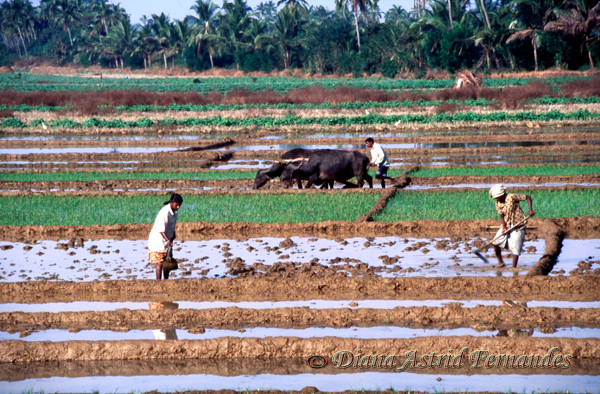 India-Goa-rice-paddy-field-workers